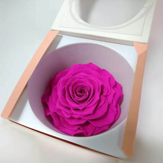 Cabeza de Rosa Eterna Rosa – Rosa Preservada Natural