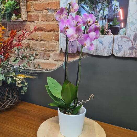 Orquidea Rosa con Macetero Blanco