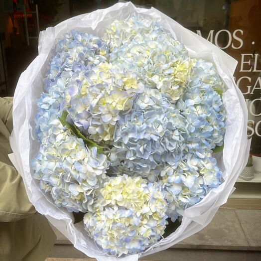 11 hortensias blancs