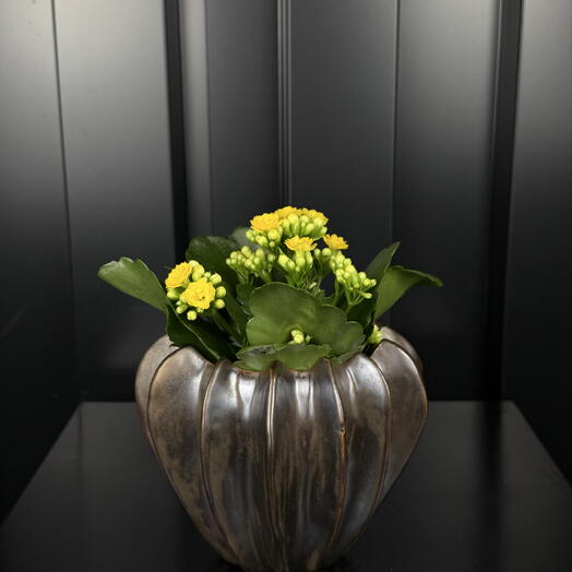 Kalanchoe mini con Maceta