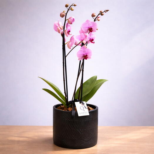 Orquidea Rosa Premium en Maceta
