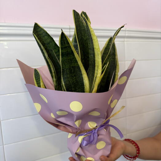 sansevieria plant
