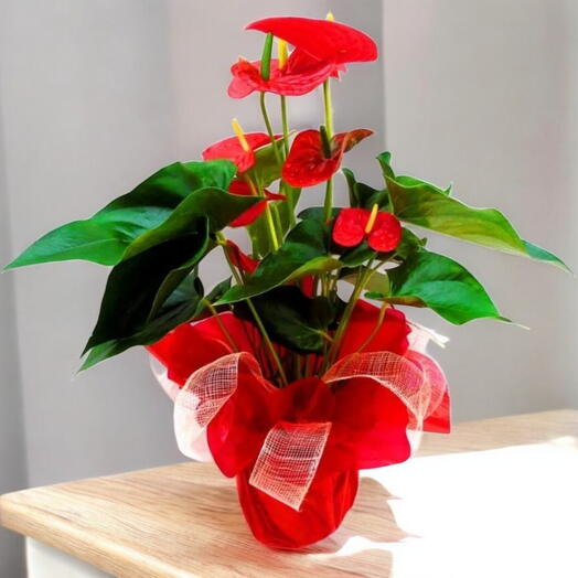 Anthurium