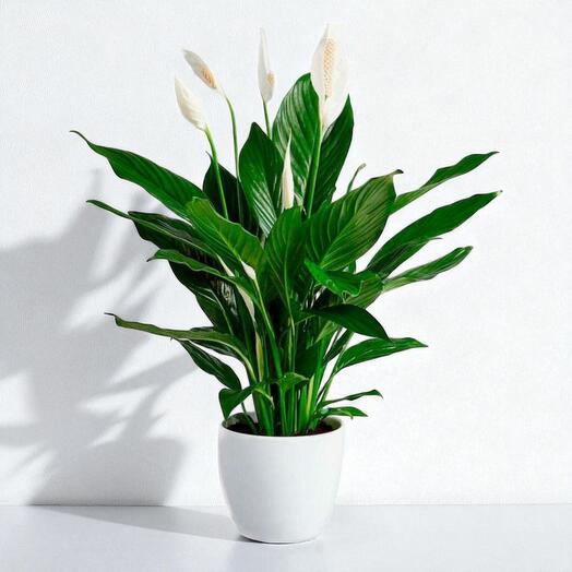 Spathiphyllum (Espatifilo or Peace Lily) – Purifying Indoor Plant