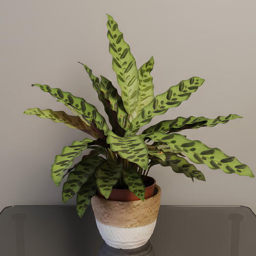 Calathea Lancifolia