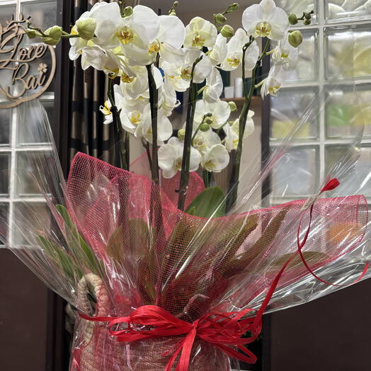 Centro 2 Plantas de orquidea en cesto de mimbre