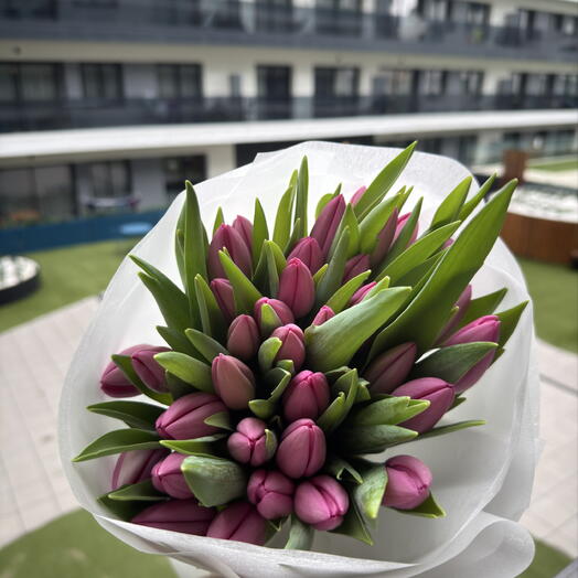 35 Purple Tulips