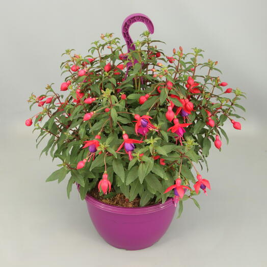 Fuchsia colgante