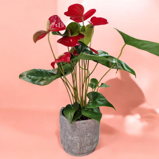 Anthurium