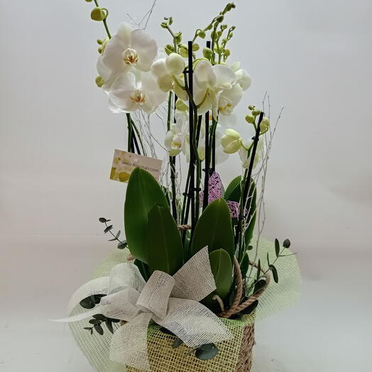 CESTA DE 2 Orquideas blancas