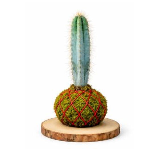 Kokedama Cereus Peruvianus