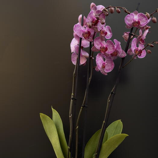 Orchidea Purpura con maceta