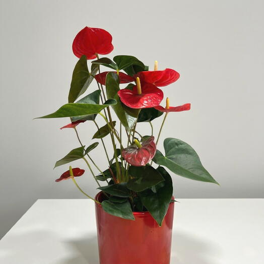Anthurium rojo