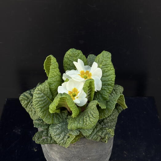 White primula in a ceramic pot