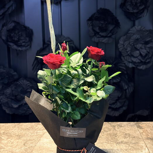 Rosier de Saint-Georges 🌹