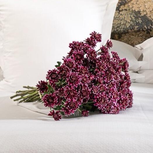 Bouquet of deep purple daisies