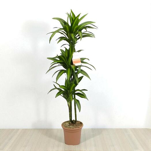 Dracena Fragans Lemon