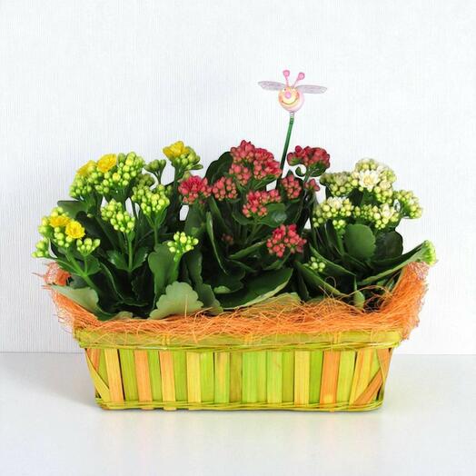 Cesta MUM – Cesta de mimbre con kalanchoes de colores