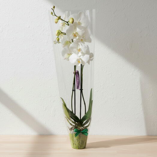 Orquidea blanca  2 varas