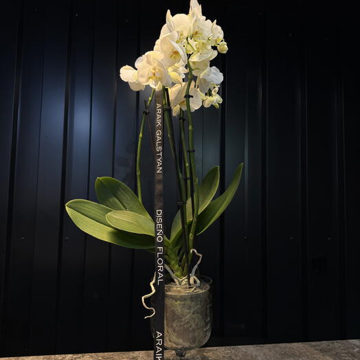 Phalaenopsis con Maceta