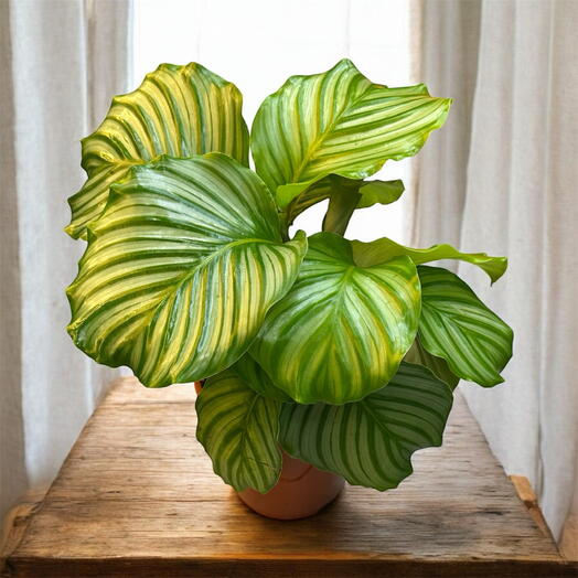Calathea Orbifolia
