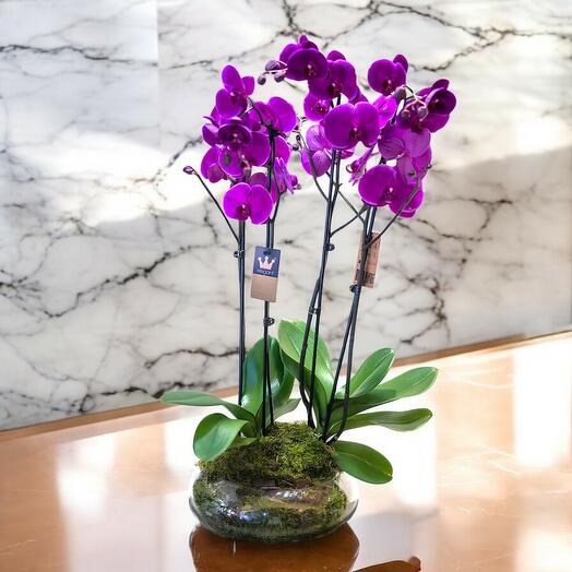 Centro de 2 Orquideas rosas
