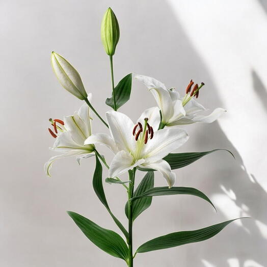 Pack of 3 lily stems