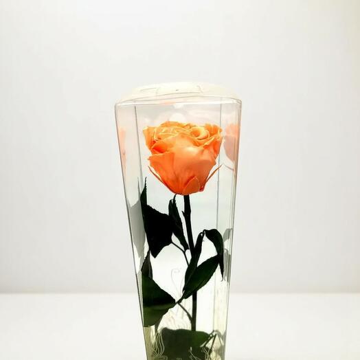 Rosa Eterna Naranja Larga – El Encanto Calido y Vibrante de Artifresia Floristas