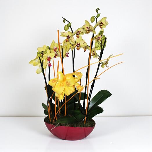 Composicion de Orquideas en Base de Resina Rosa – Elegancia y Color Natural