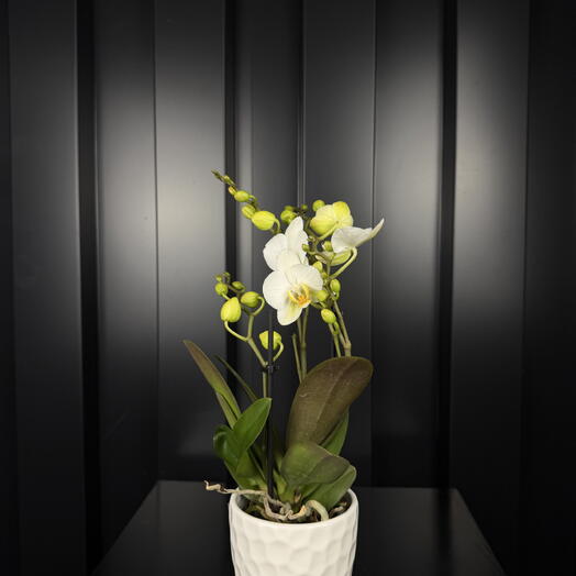 Phalaenopsis con Maceta