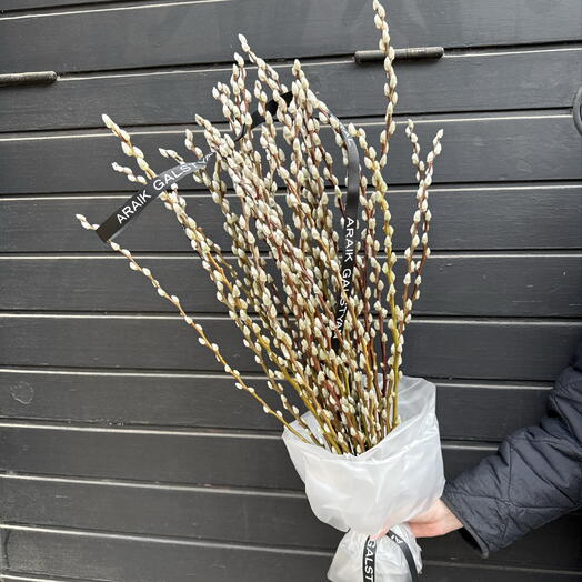 Ramo de 35 salix blanco