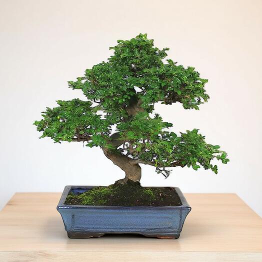 Bonsai Zelkova – Belleza y resistencia en miniatura