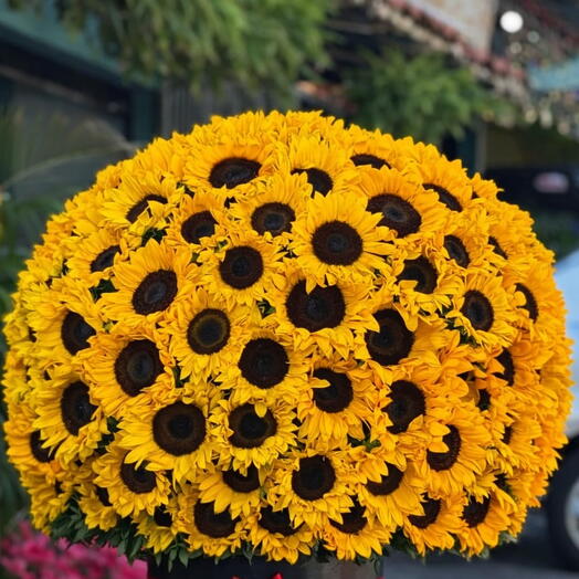 90 preciosos girasoles