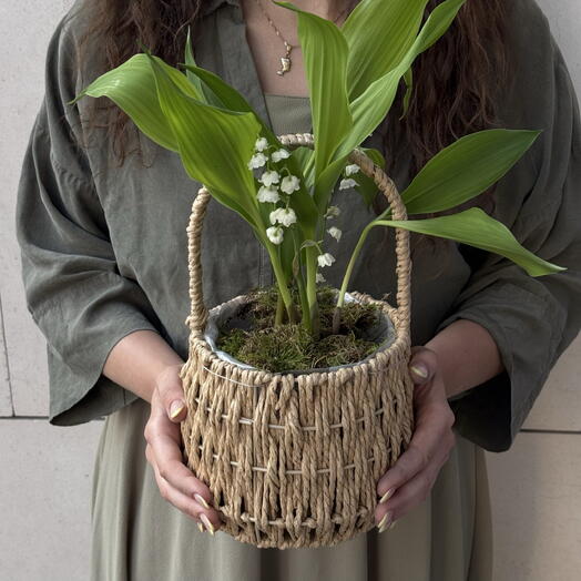 Lily of the valley in a basket, Mother's Day