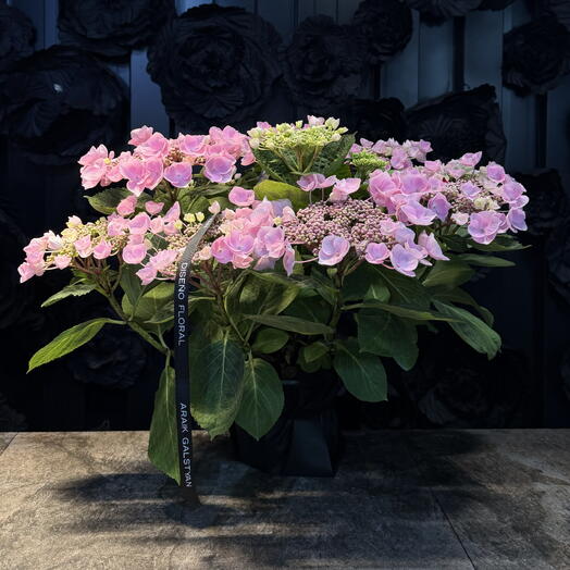 Hydrangea for Mother's Day