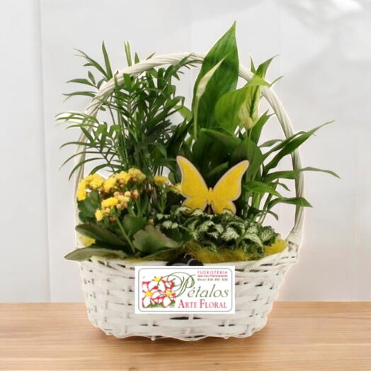 Cesta de plantas variadas