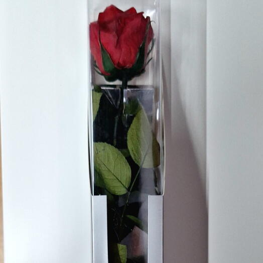 Rosa preservada roja con tallo