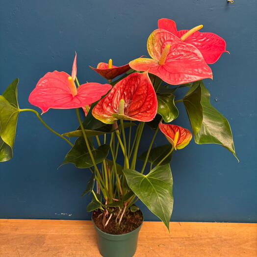 Anthurium rosa grande