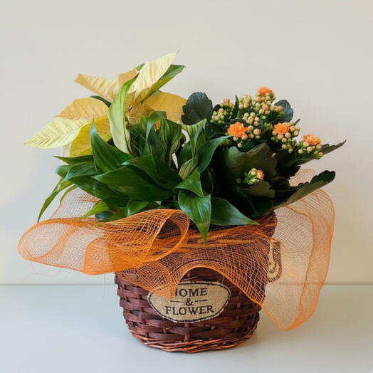 Cesta de Plantas Luz y Vida