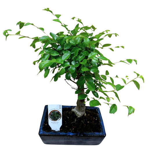 Bonsai Zelkova 6 anos