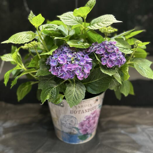hortensia violet