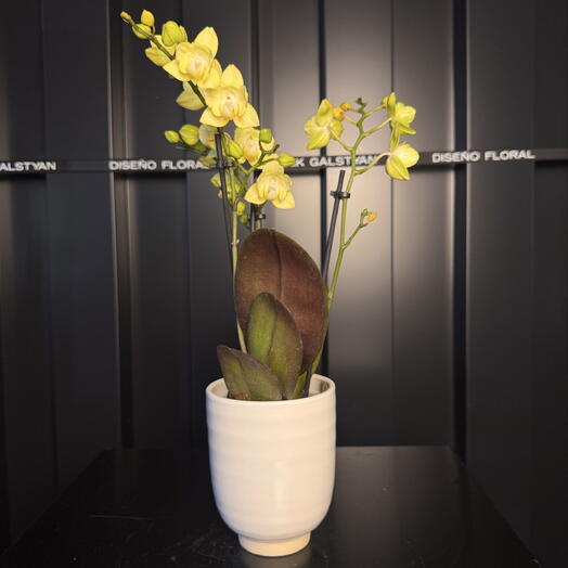 Petite orchidée jaune dans un vase en céramique ARAIK GALSTYAN
