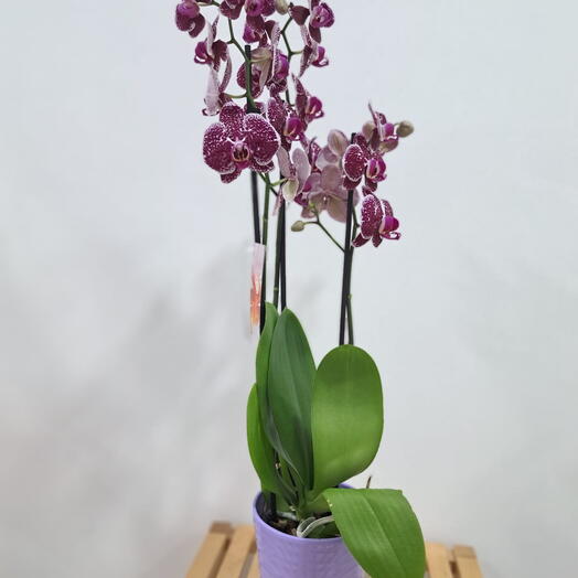 Orquidea 4 varas