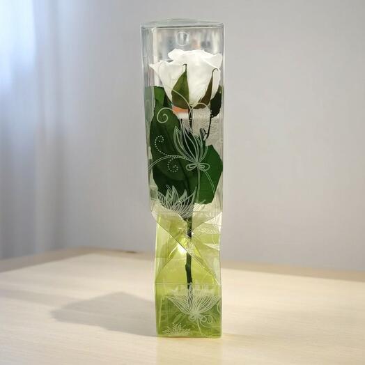 Rosa Eterna Blanca Corta – Elegancia Infinita