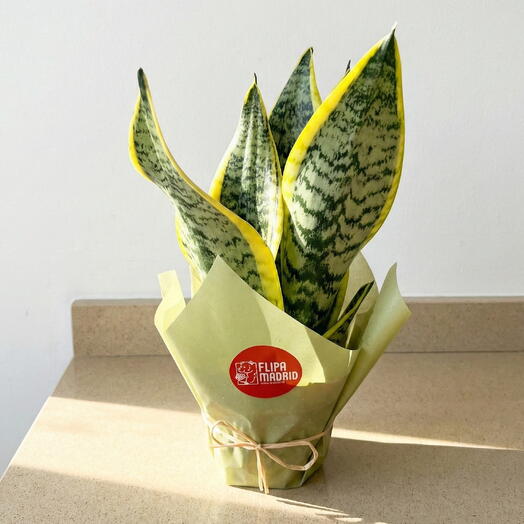 Planta Sanseviera envuelta para regalo