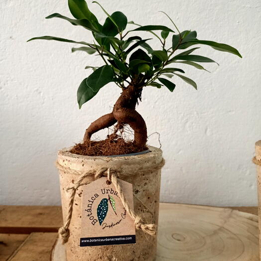 Ficus Ginseng