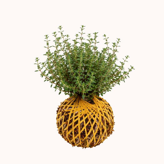 Kokedama Thyme