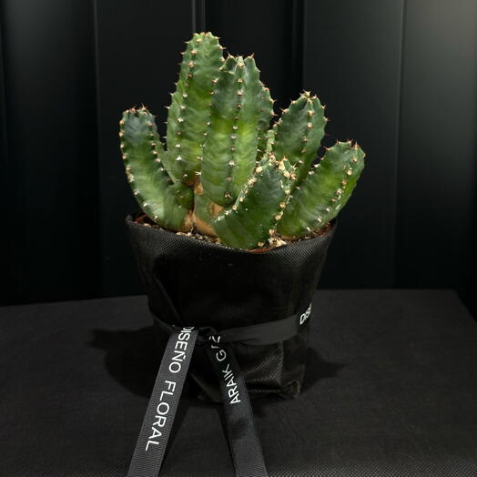 Cactus Decorativo
