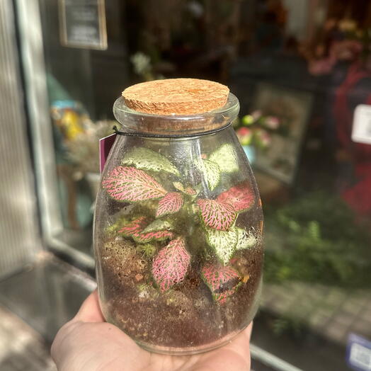 Terrarium mini