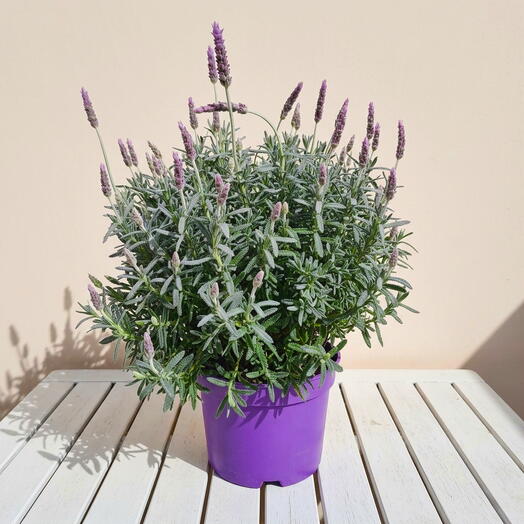 Lavanda dentada (Lavandula dentata)